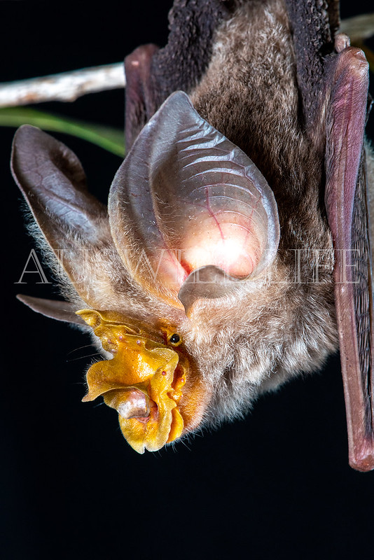 Large-eared Horseshoe Bat (Rhinolophus robertsi)