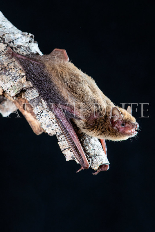 Forest Pipistrelle (Pipistrellus adamsi)