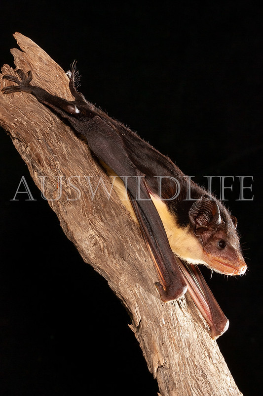 Yellow-bellied Sheathtail Bat (Saccolaimus flaviventris)