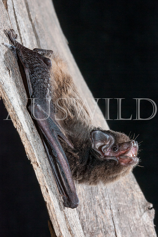 Gould's Wattled Bat (Chalinolobus gouldii)