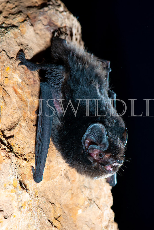 Large-eared Pied Bat (Chalinolobus dwyeri)