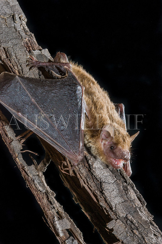 Central Eastern Broad-nosed Bat (Scotorepens sp (Parnaby))