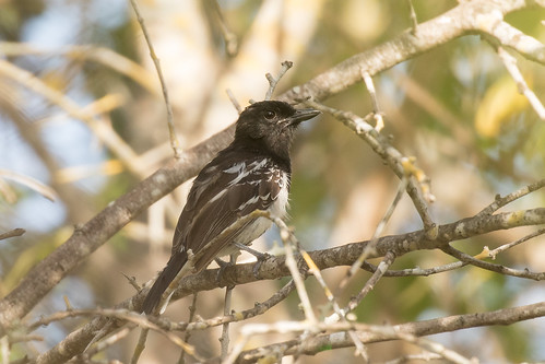 colombia antbird