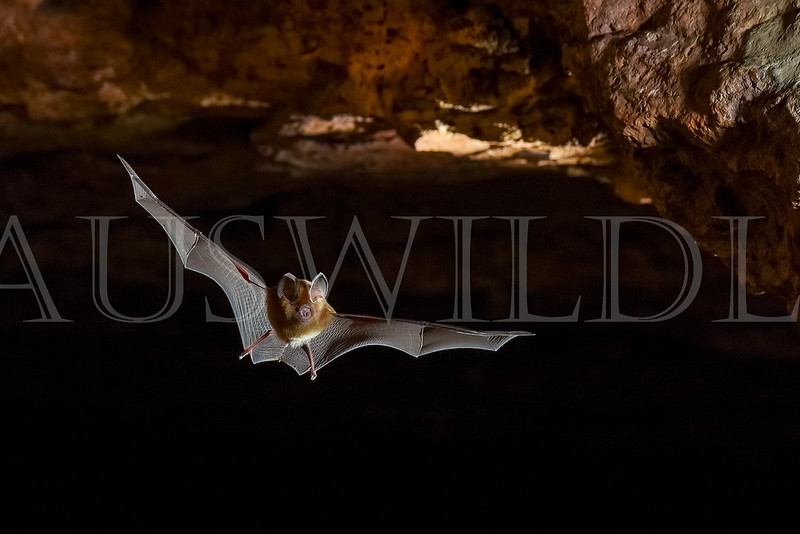 Dusky Leaf-nosed Bat (Hipposideros ater)