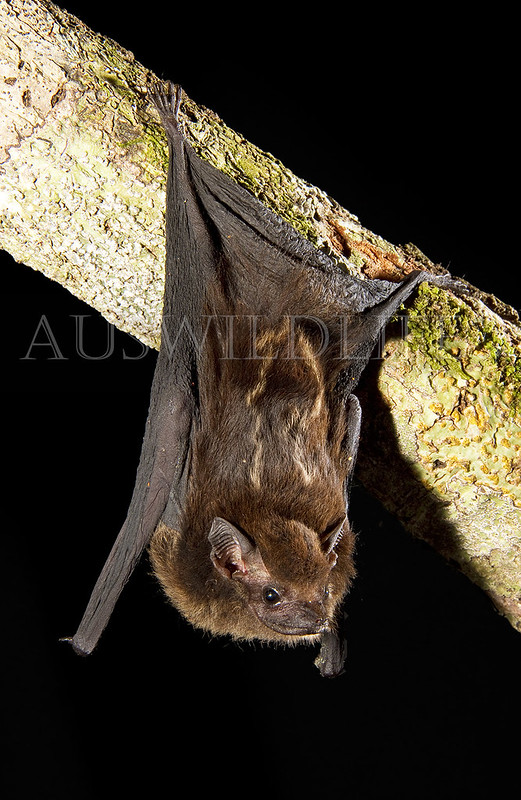 Greater White-lined Bat, Saccopteryx bilineata, Brazil