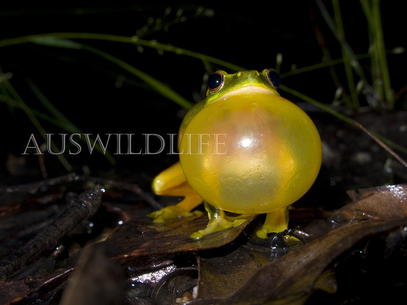 Dainty Green Tree Frog, Litoria gracilenta , Australia