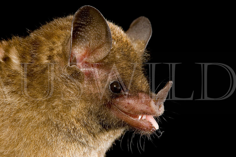 Long-tongued Bat, Glossophaga soricina, Mexico