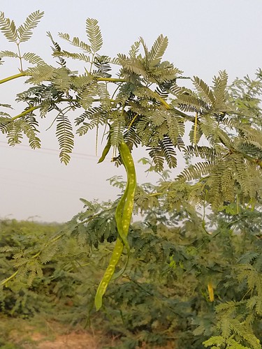 prosopisjuliflora sindh pakistan lagume