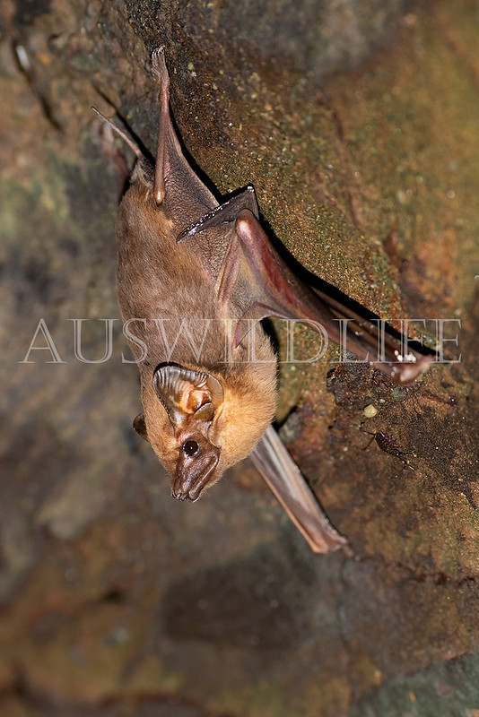 Coastal Sheathtail Bat (Taphozous australis)