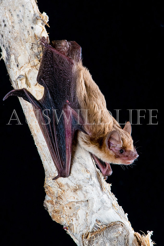 Little Broad-nosed Bat (Scotorepens greyi)