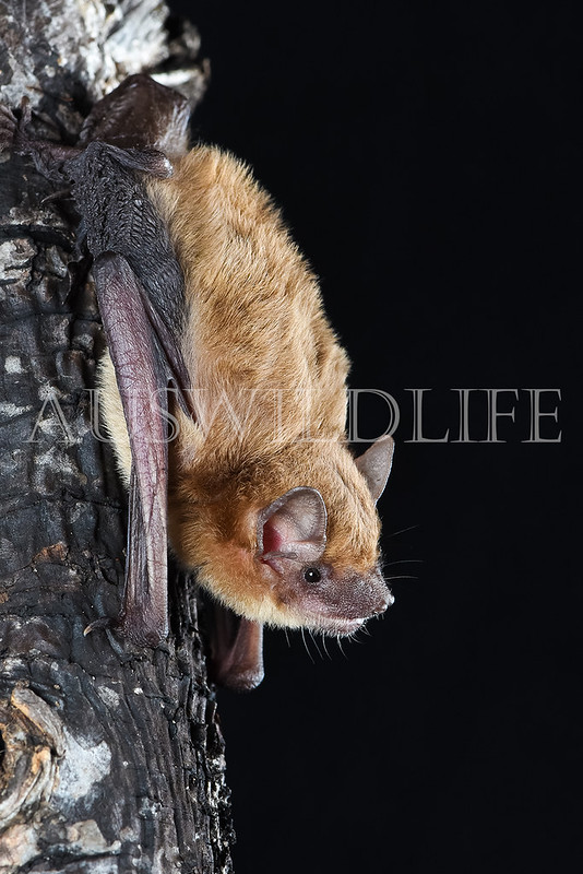 Northern Broad-nosed Bat (Scotorepens sanborni)
