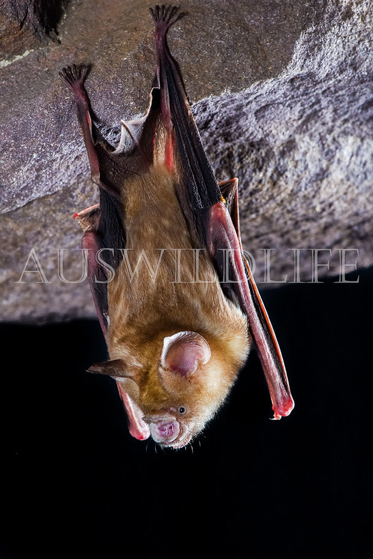 Arnhem Leaf-nosed Bat (Hipposideros inornatus)
