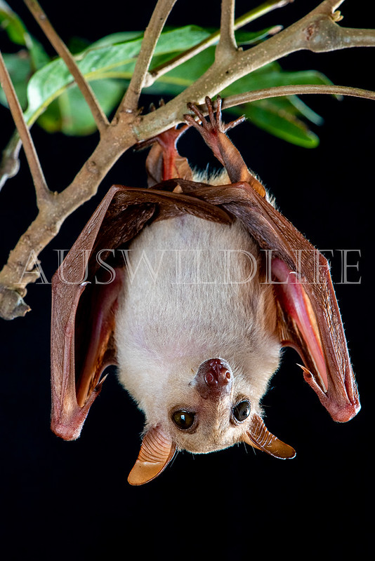 Northern Blossom Bat (Macroglossus minimus)