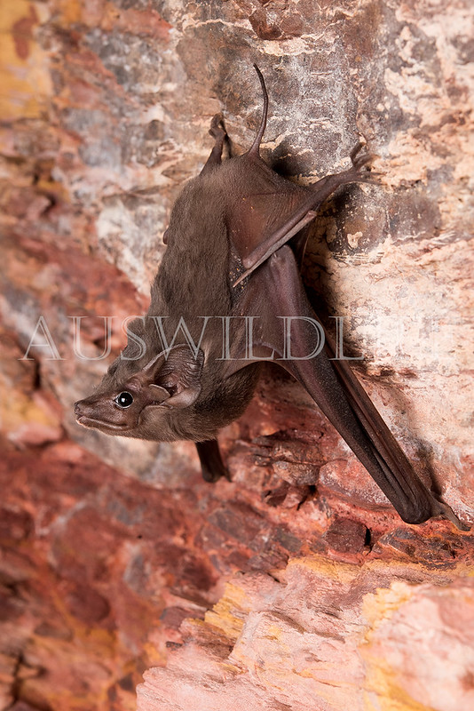 Hill's Sheathtail Bat (Taphozous hilli)