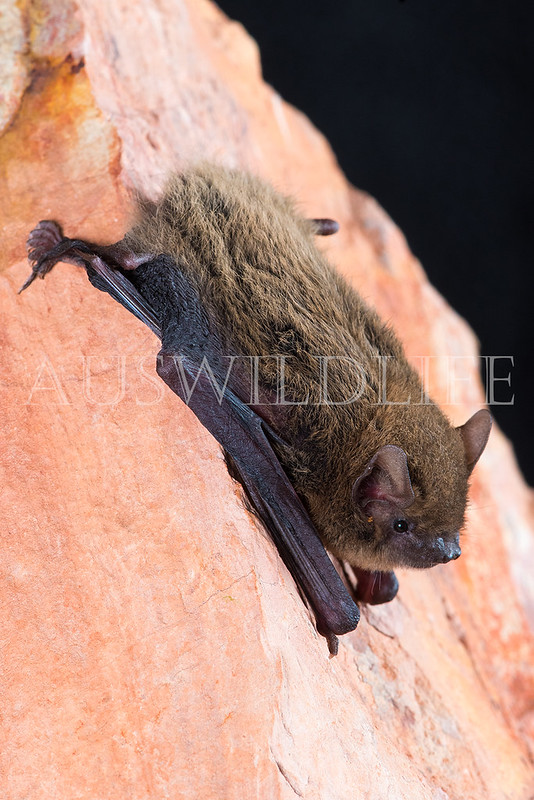 Inland Cave Bat (Vespadelus finlaysoni)