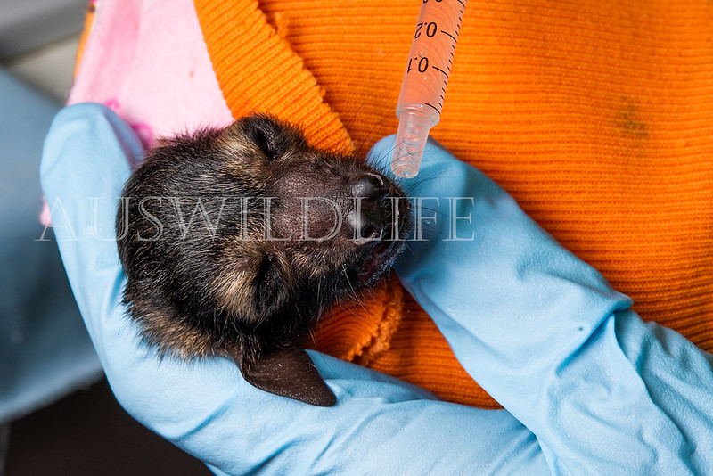 Baby Spectacled Flying Fox, Pteropus alecto