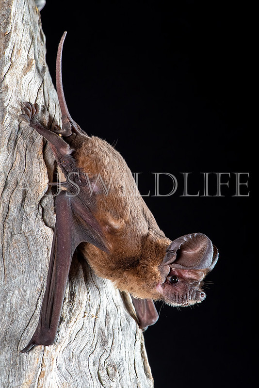 Northern Wrinkle-lipped Bat (Chaerophon jobensis)