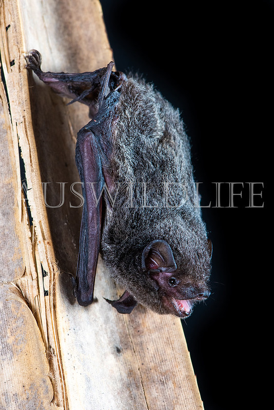 Hoary Wattled Bat (Chalinolobus nigrogriseus)