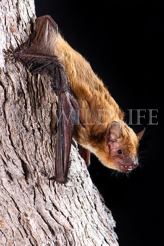 Northern Broad-nosed Bat (Scotorepens sanborni)