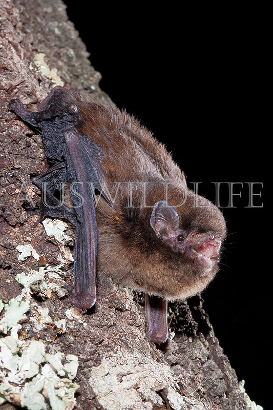 Chocolate Wattled Bat (Chalinolobus morio)