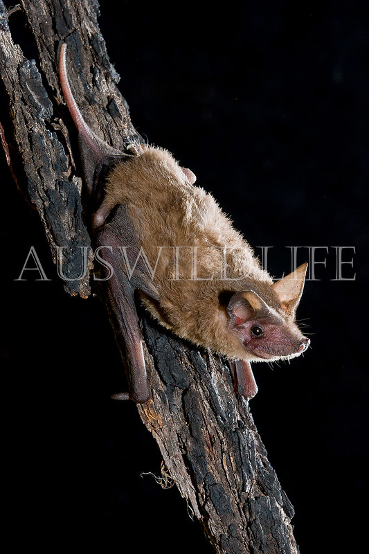 South-eastern Freetail Bat (Ozimops planiceps)