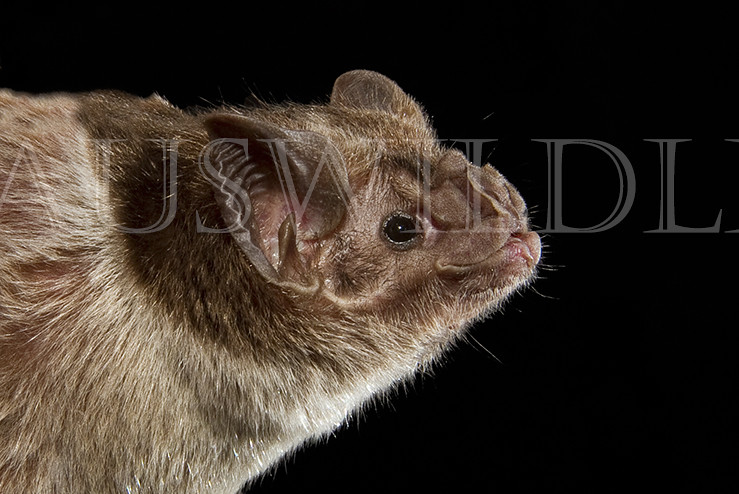 Vampire Bat, Desmodus rotundus, Brazil