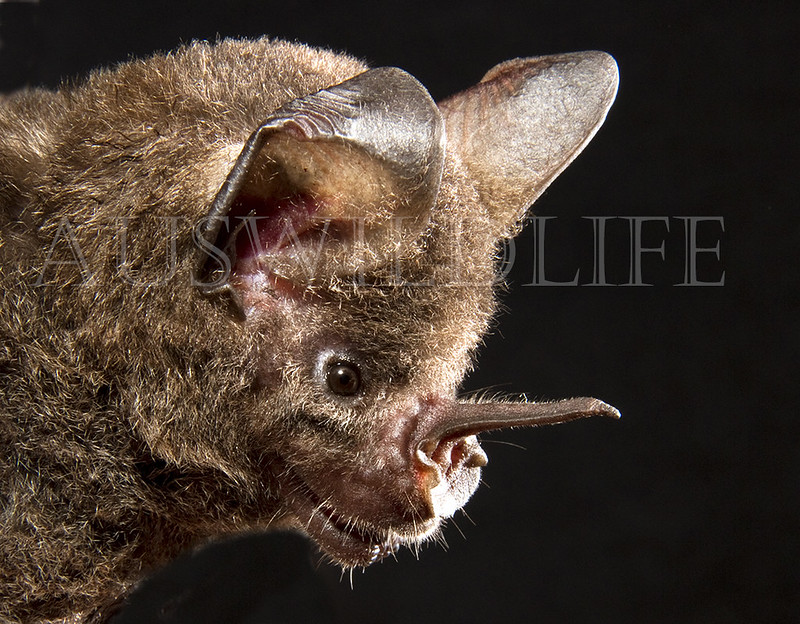 Spear-nosed Bat, Phyllostomus elongatus, Brazil