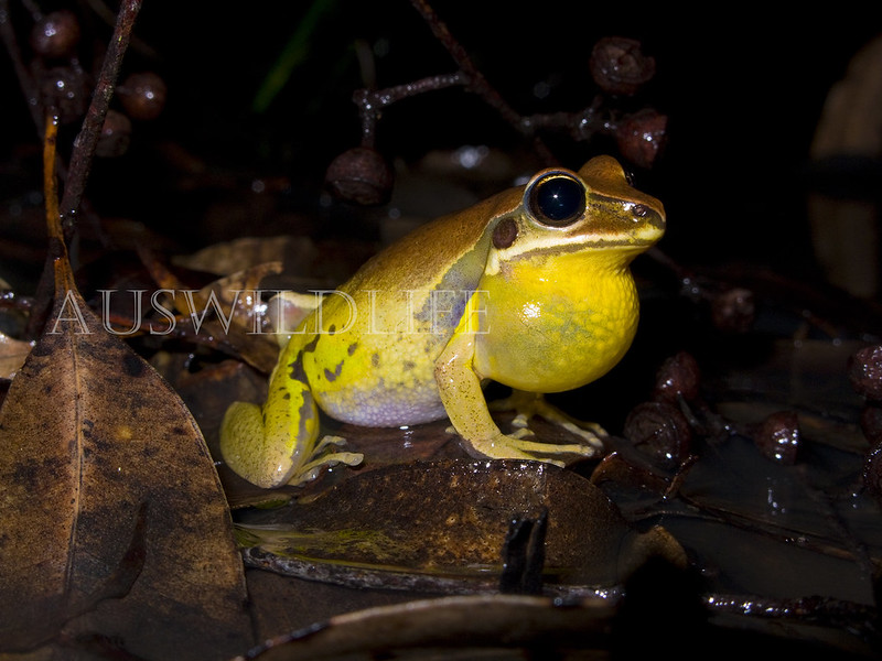 Green-thighed Frog, Litoria brevipalmata