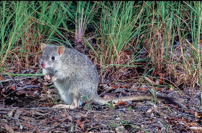 Northern Bettong  (Bettongia tropica)