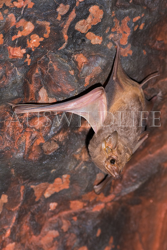 Common Sheathtail Bat (Taphozous georgianus)