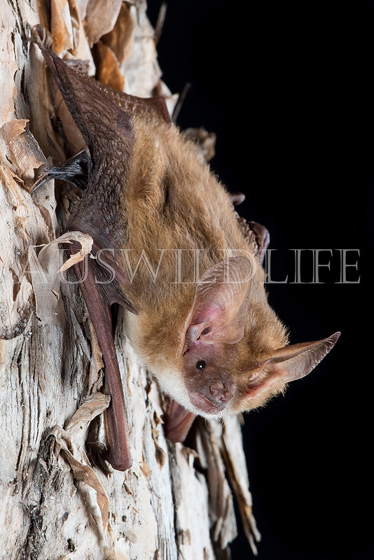 Northern Long-eared Bat (Nyctophilus daedalus)