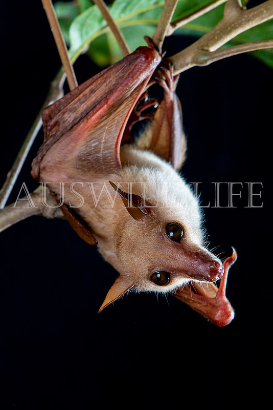Northern Blossom Bat (Macroglossus minimus)