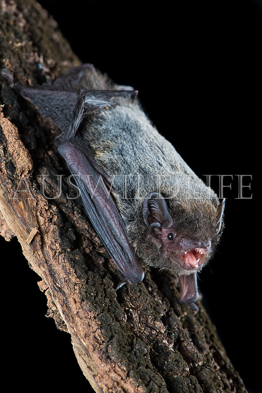 Hoary Wattled Bat (Chalinolobus nigrogriseus)