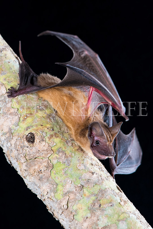 Mangrove Freetail Bat (Ozimops coburgiana)