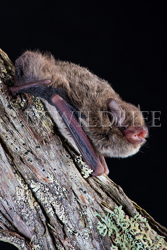 Little Forest Bat (Vespadelus vulturnus)