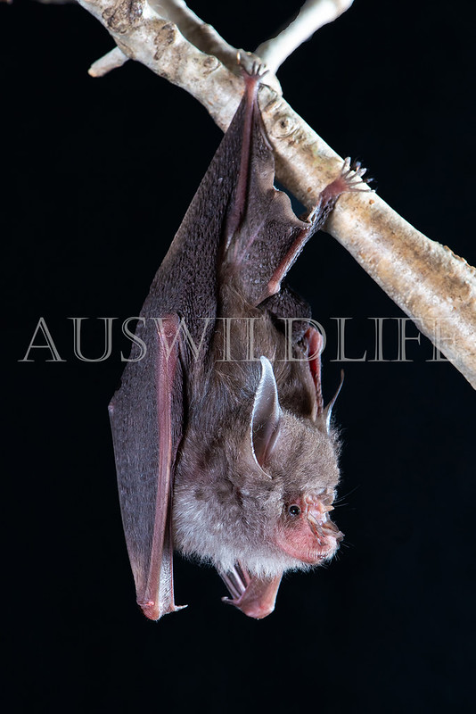 Semon's Leaf-nosed Bat (Hipposideros semoni)