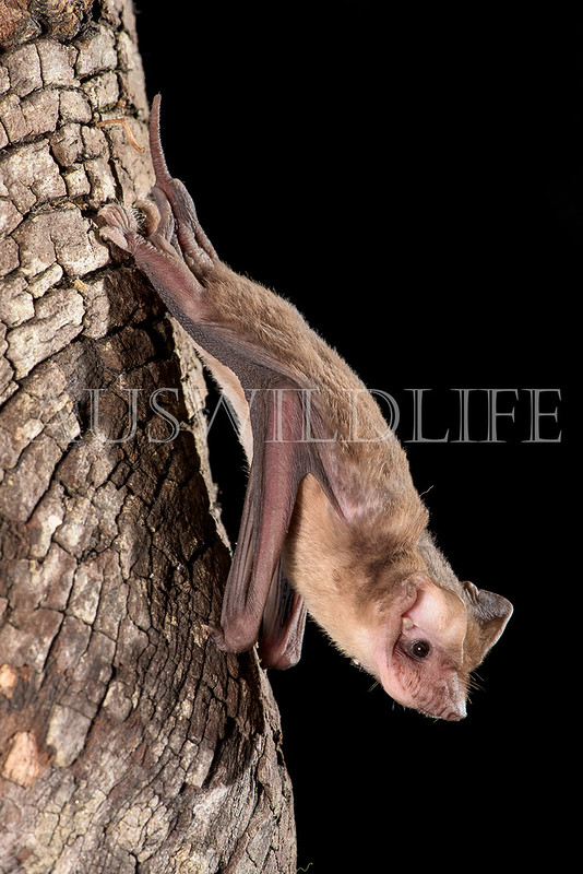 Eastern Freetail Bat (Ozimops ridei)