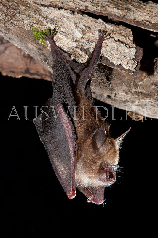 Semon's Leaf-nosed Bat (Hipposideros semoni)