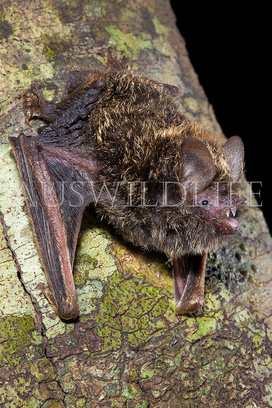 Golden-tipped Bat (Phoniscus papuensis)