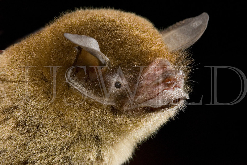 Mustache Bat, Pteronotus parnellii, Mexico