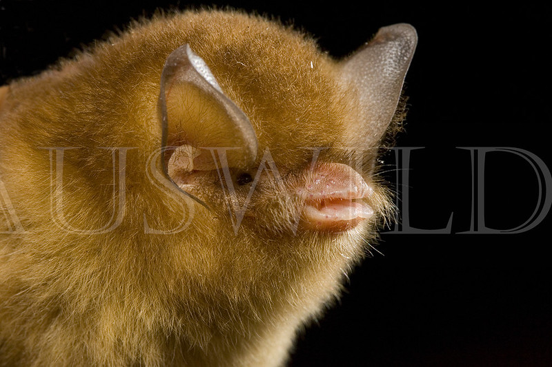 Funnel-eared Bat, Natalus stramineus, Mexico