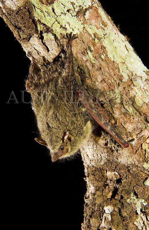 Proboscis Bat, Rhynchonycteris naso, Brazil