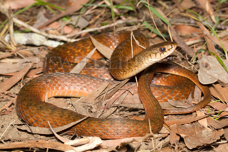 Keelback Snake