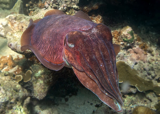 Underwater photo. Cuttlefish
