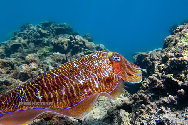 Underwater photo. Cuttlefish
