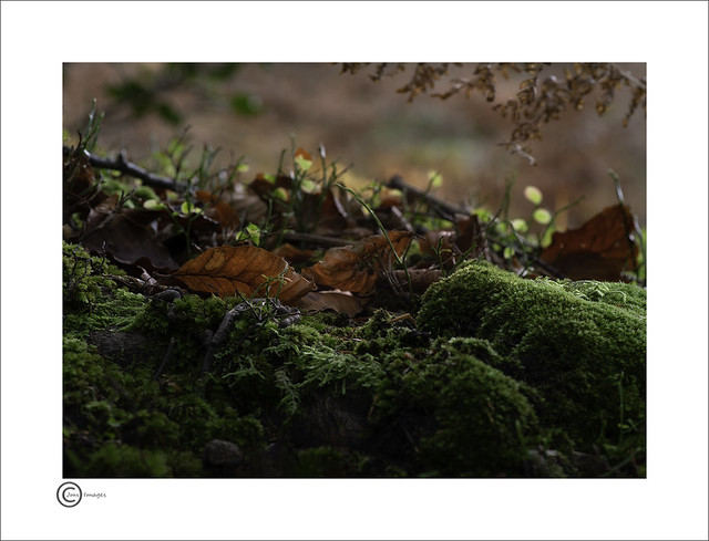 Leaves in Sunlight