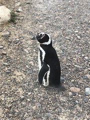 Pingüinera Punta Tombo