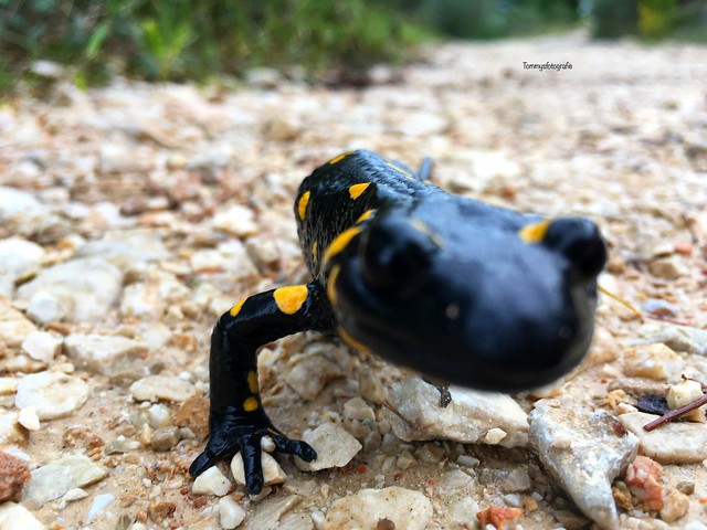 Hello, how are you my rare firesalamander