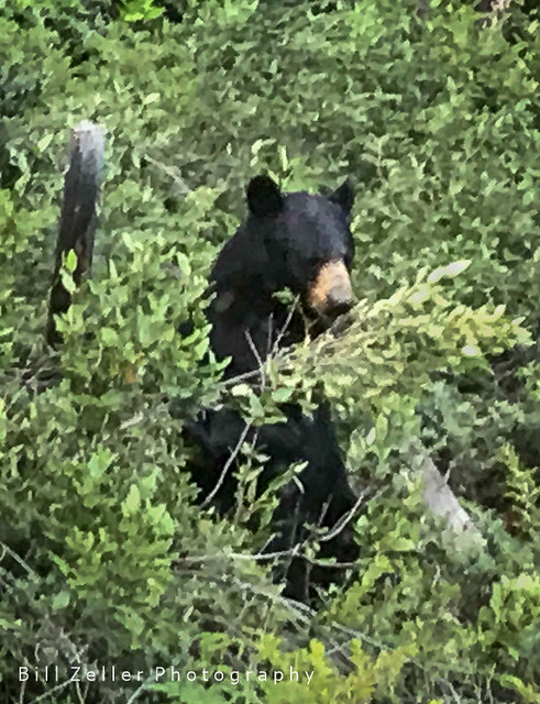 Black Bear, Banff N.P., Canada