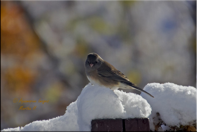 Junco and Snow